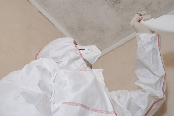 Best Preventive Mold Services in Jersey City, NJ