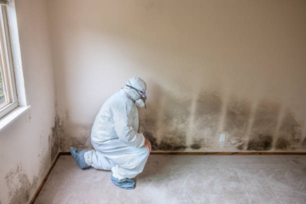 Best Residential Mold Remediation in Jersey City, NJ